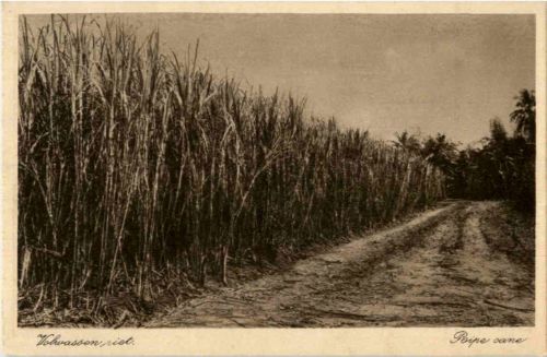 Soerabaia - Poipe cane