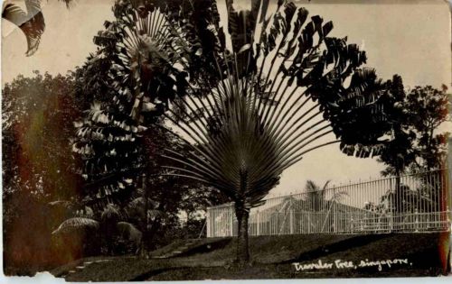 Singapore - Travaler Tree