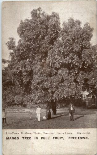 Sierra Leone - Freetown - Mango Tree
