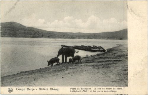 Congo - Riviere Ubangi - Elephant