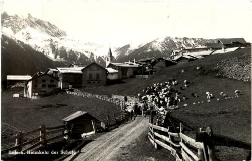 Latsch - Heimkehr der Schafe