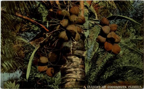 Florida - Cocoanuts