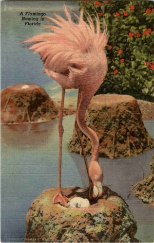Florida - Flamingo