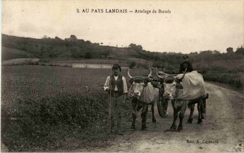 Au Pays Landais - Attelage de Boeufs