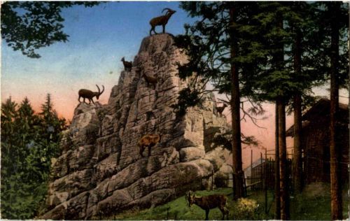 St. Gallen - Steinbockfelsen