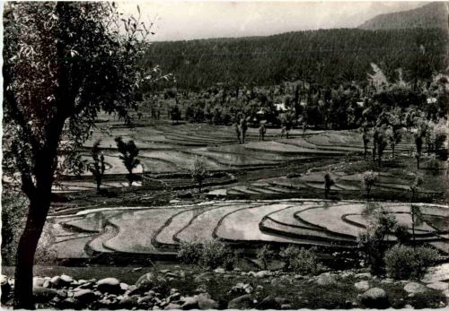 Cachemire - Tandmarg