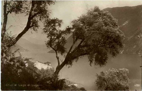 Olivi al Lago di Lugano