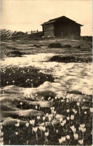 Davos - Alp Drusatscha