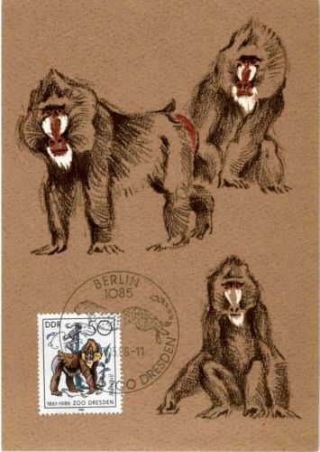 DDR Affen 50 Pfennig Maximum Karte