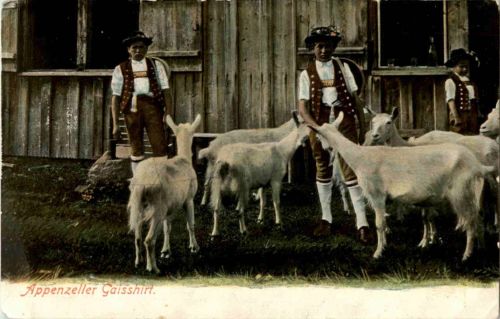 Appenzeller Gaisshirt - Ziegen