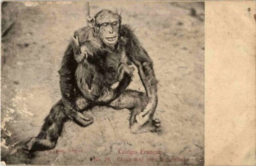 Chimpanse