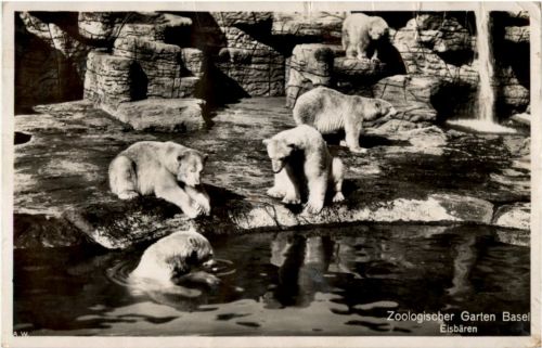 Basel - Zoo - Eisbär