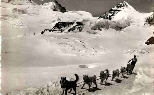Jungfraujoch - Polarhunde