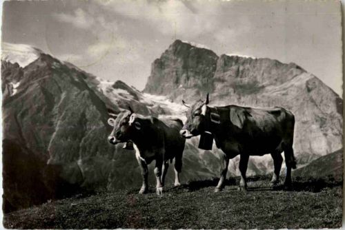 Ebnat Alp - Kühe