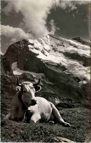 Kuh - Ober Oeschinen