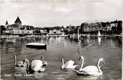 Ouchy - Lausanne - Schwan