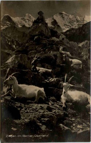 Ziegen im Berner Oberland