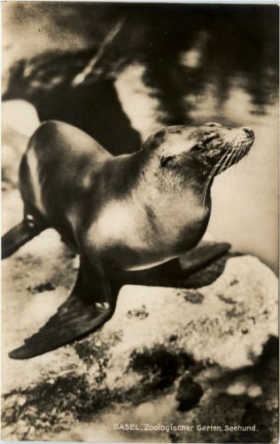 Basel Zoo - Seehund