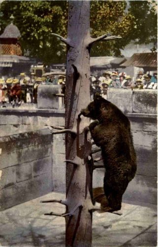 Bär - Bern