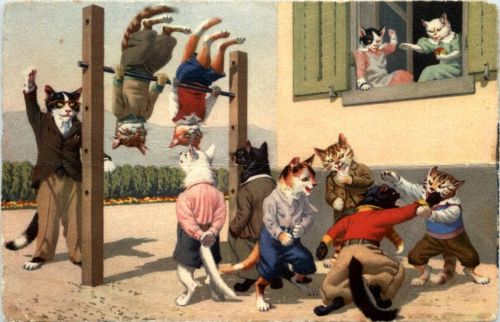 Katzen in der Schule