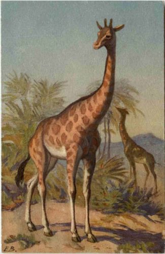 Giraffe