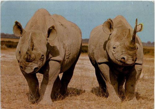 Rhino
