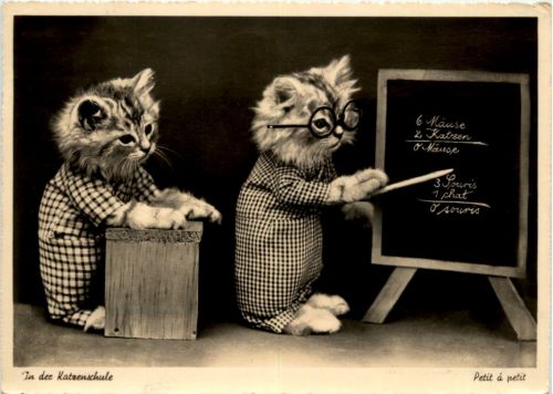 Katze - Cat - Schule