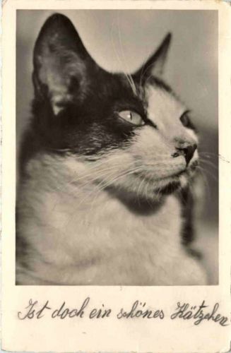 Katze - Cat