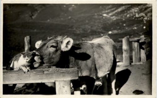 Kuh und Katze - Cow and cat