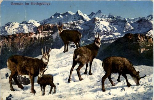 Gemsen im Hochgebirge