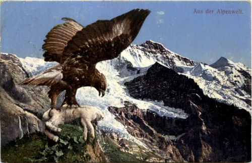 Adler - Eagle