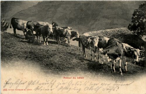 Cow