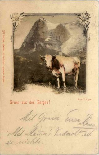 Cow