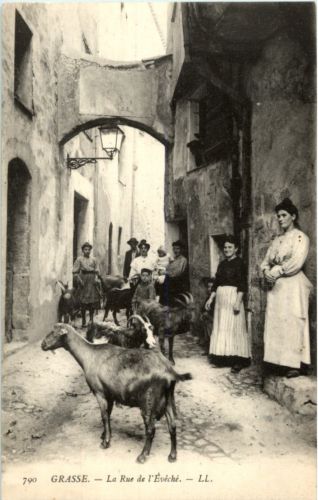 Grasse - Goat