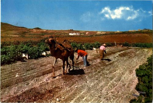Islas Canarias - Ploughing with camel