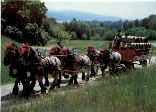 Pferdekurtsche - Bier