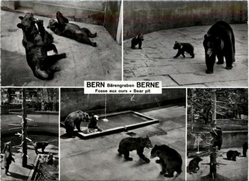 Bern - Bär