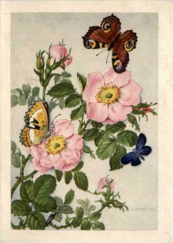 Schmetterlinge