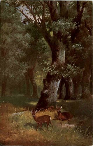 Rehe