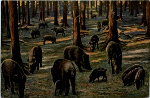 Wildschweine