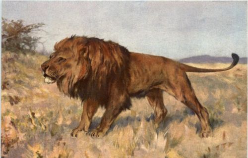 Lion