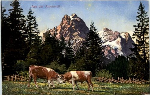Aus der Alpenwelt - Kühe