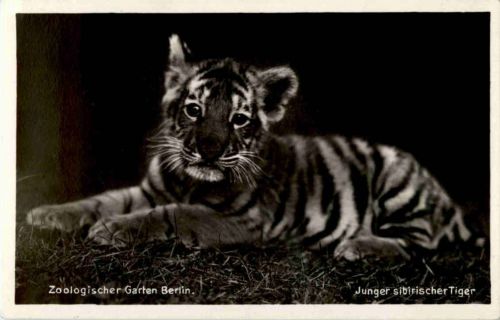 Berlin - Zoologischer Garten - Junger Tiger