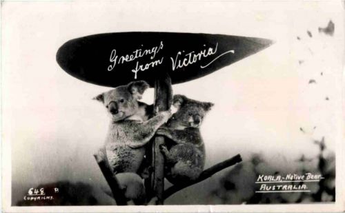 Greetings from Victoria - Koala Bear