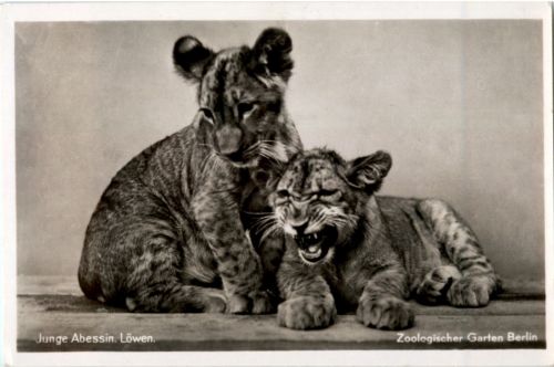 Berlin - Zoologischer Garten - Lion - Löwen