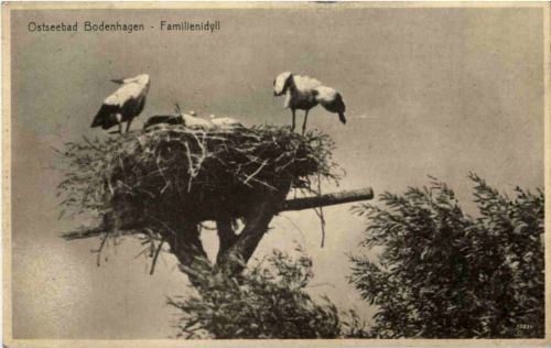 Ostseebad Bodenhagen - Storch