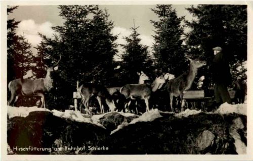 Schierke - Hiurschfütterung am Bahnhof
