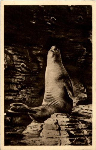 Hamburg - Carl Hagenbecks Tierpark - See Elefant