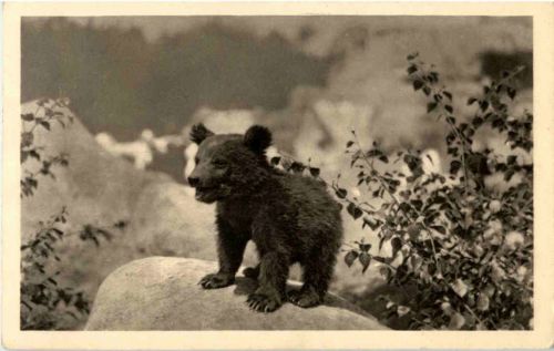 Bär