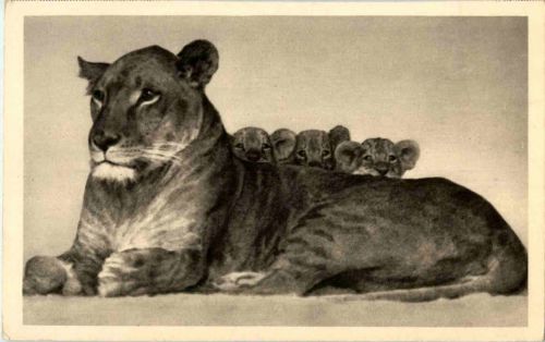 Berlin Zoo - Lion